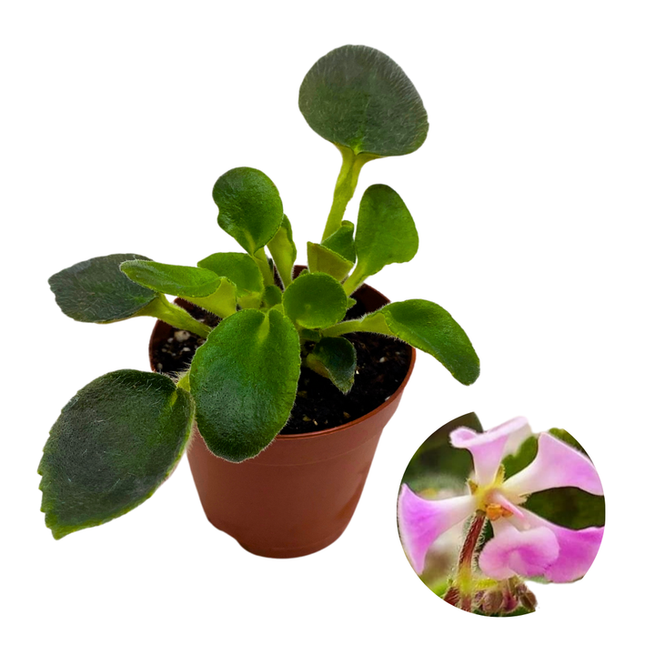Mini African Violet Morgan's Muskaan 2 inch White Pink Flower