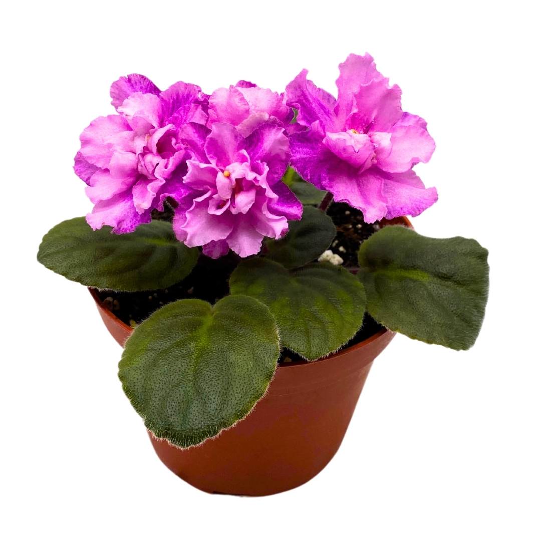 African Violet Cajun's Blueberry Hill 4 inch Gesneriad