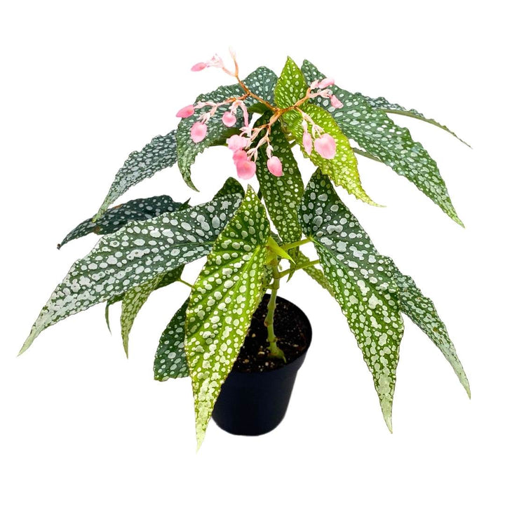 Angel Wing Cane Begonia Double Dot 4 inch