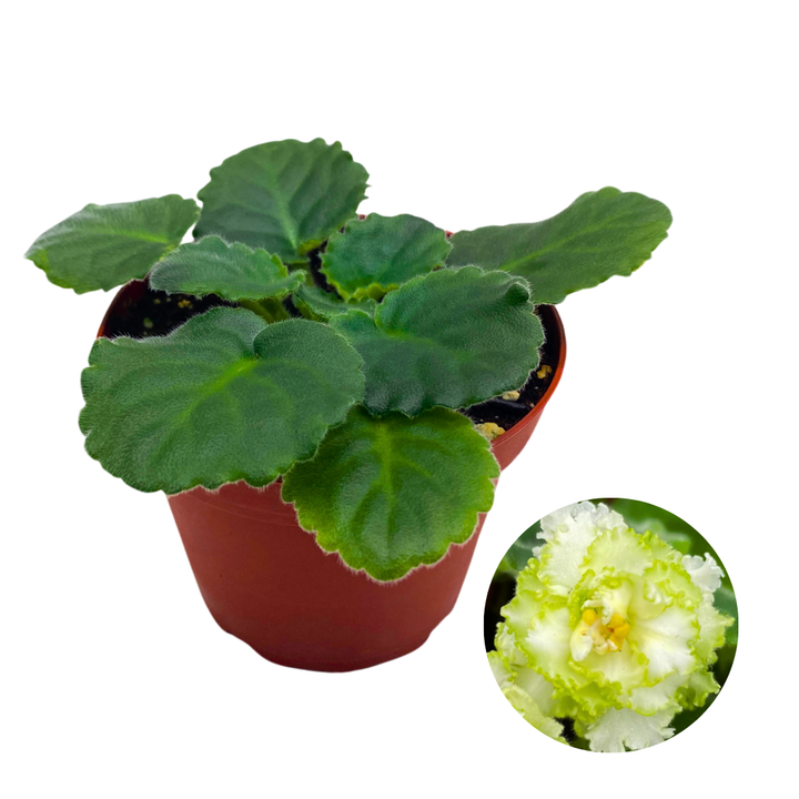 African Violet Lime and Salt 4 inch White Ruffle Flower