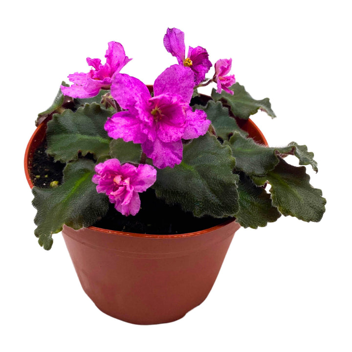 Ness Fantasy Gold African Violet Saintpaulia 4 inch