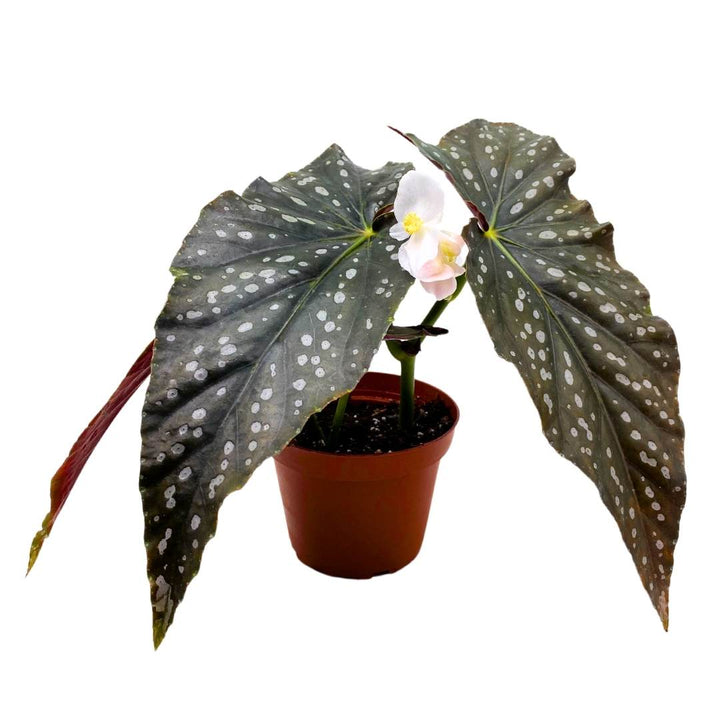 Angel Wing Cane Begonia Harmony's Mystic 4 inch