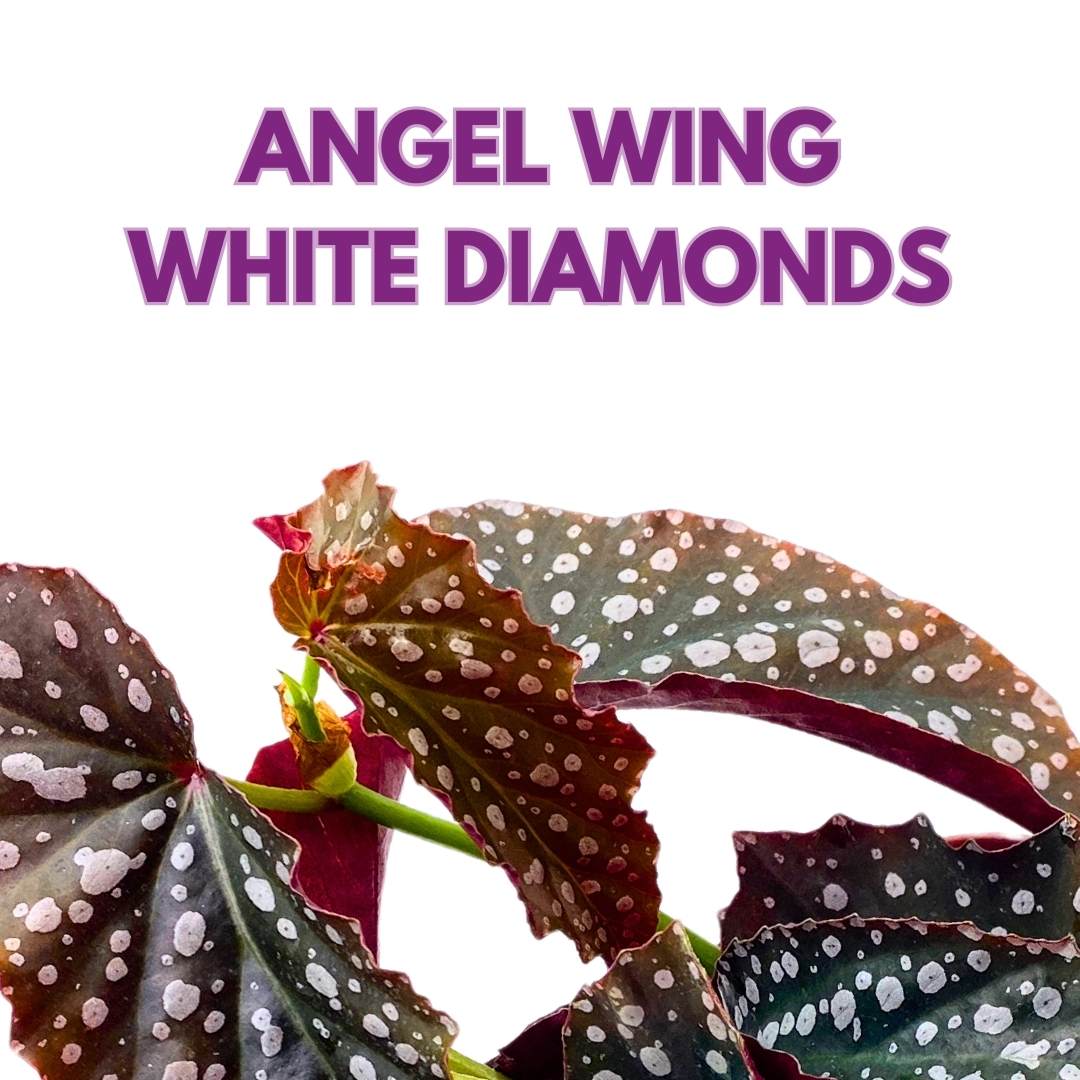 Harmony's White Diamonds Angel Wing Cane Begonia 6 inch super dotty silver jagged forked tips