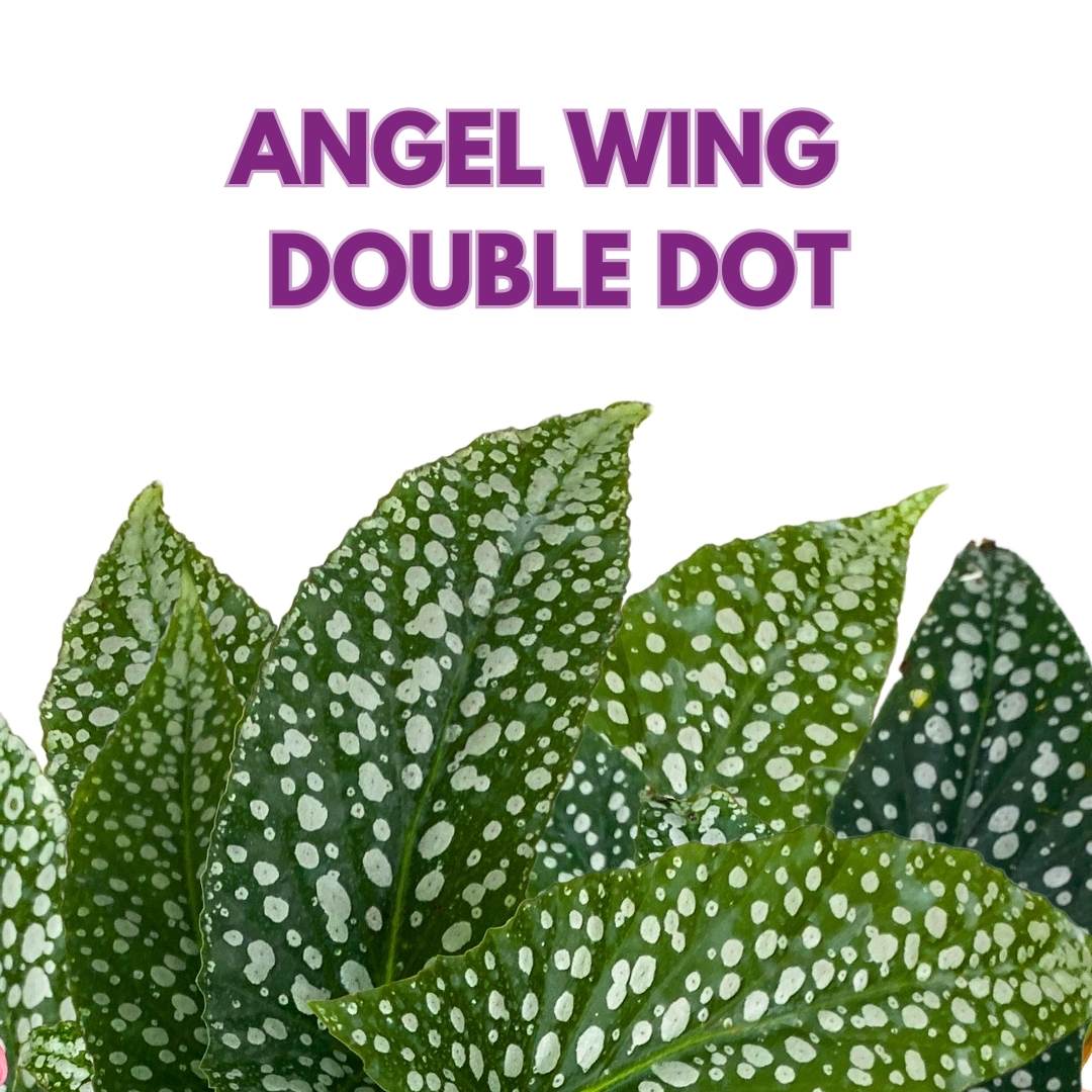 Angel Wing Cane Begonia Double Dot 4 inch