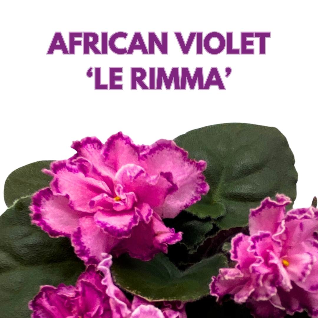 African Violet LE Rimma 4 inch