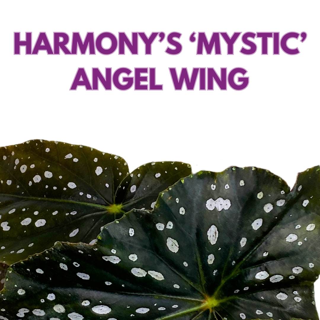 Angel Wing Cane Begonia Harmony's Mystic 4 inch