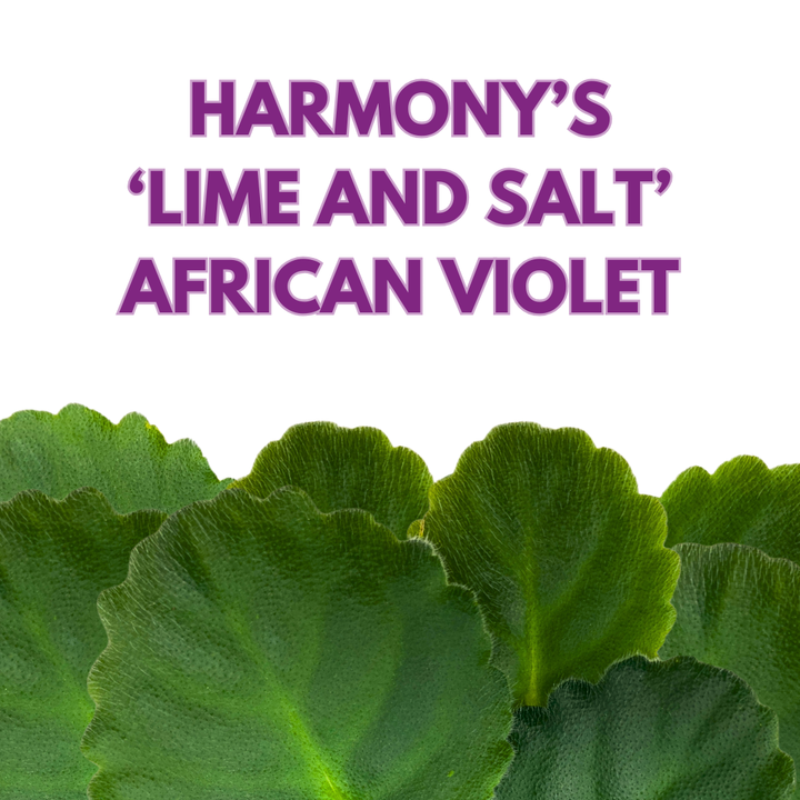 African Violet Lime and Salt 4 inch White Ruffle Flower