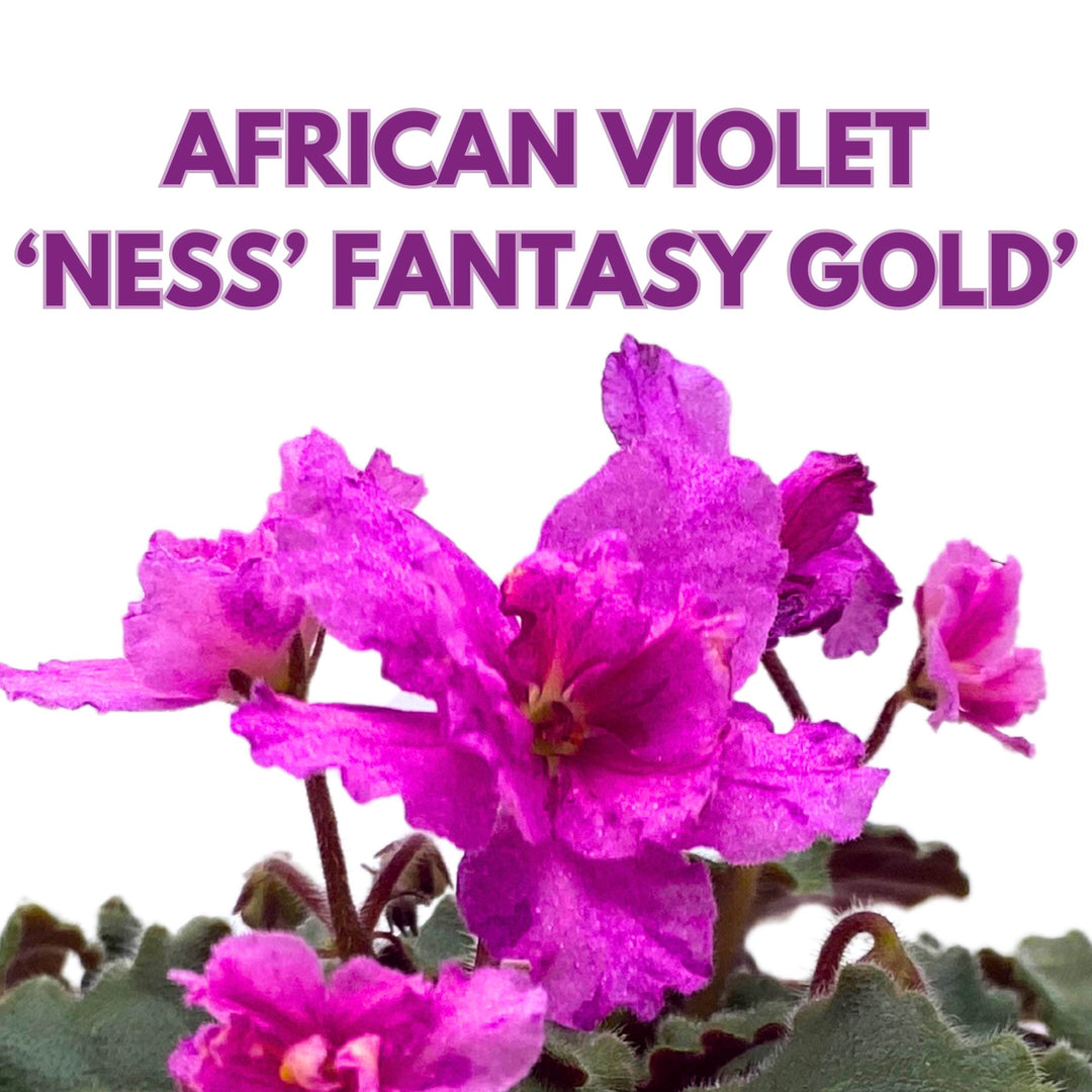 Ness Fantasy Gold African Violet Saintpaulia 4 inch