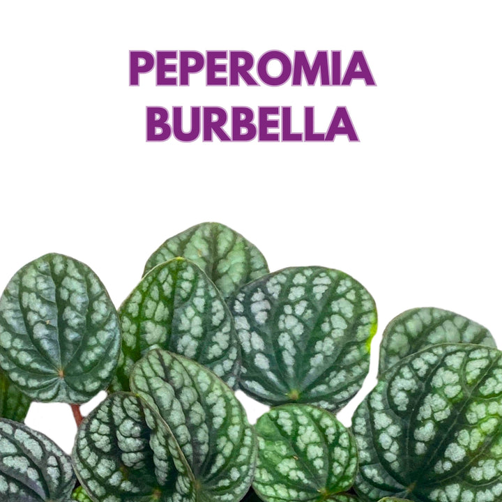 Peperomia Burbella Deep Ripple 6 inch