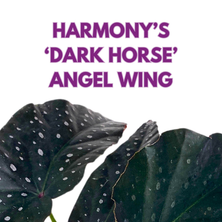 Harmony's Dark Horse Angel Wing Begonia 4 inch