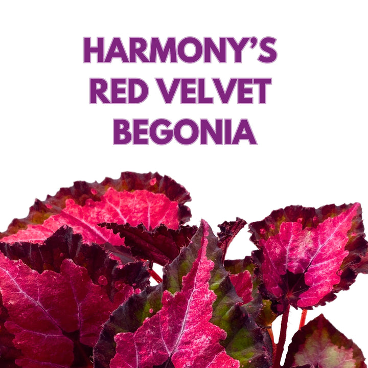 Begonia Rex Harmony's Red Velvet 4 inch