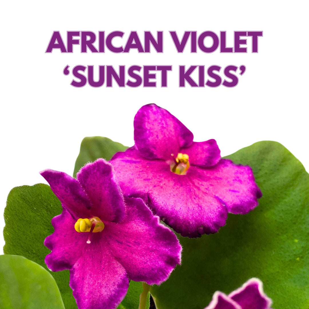 Sunset Kiss African Violet Saintpaulia 4 inch