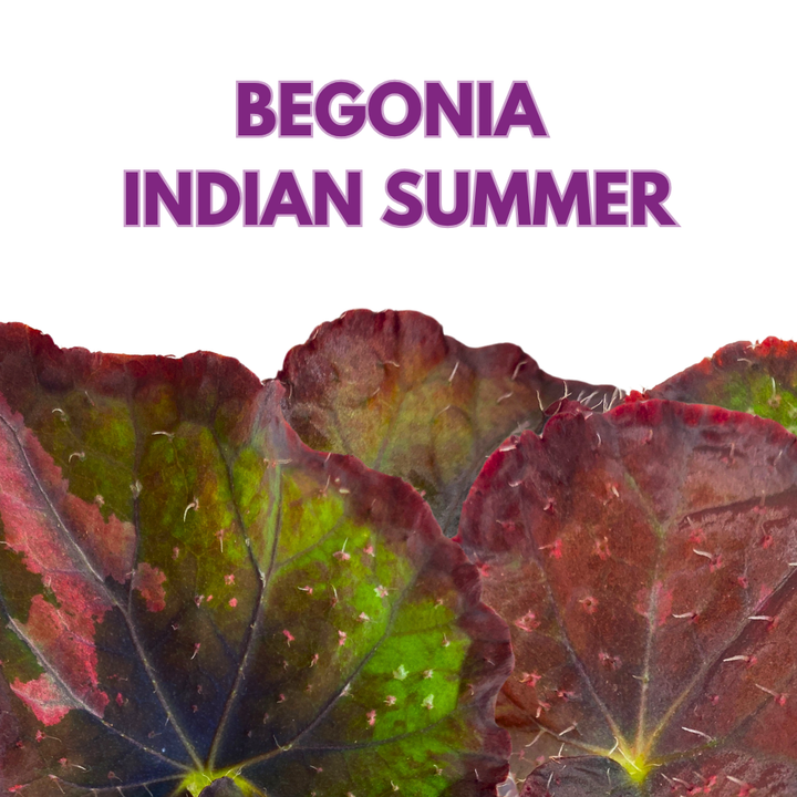 Indian Summer Begonia Rex 4 inch Dark Red Green Bronze Hue White Hairs