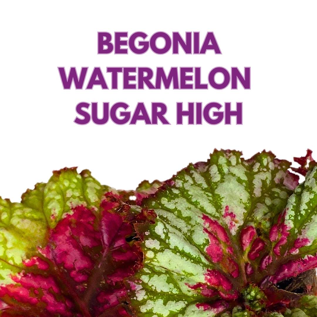 Begonia Rex Harmony's Watermelon Sugar High 4 inch New Hybrid