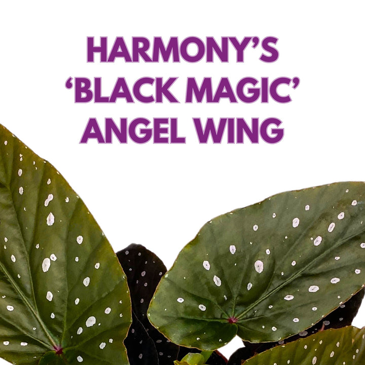 Harmony's Black Magic Angel Wing Cane Begonia 4 inch