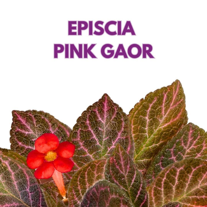 Episcia Pink Gator Flame Violet 4 inch