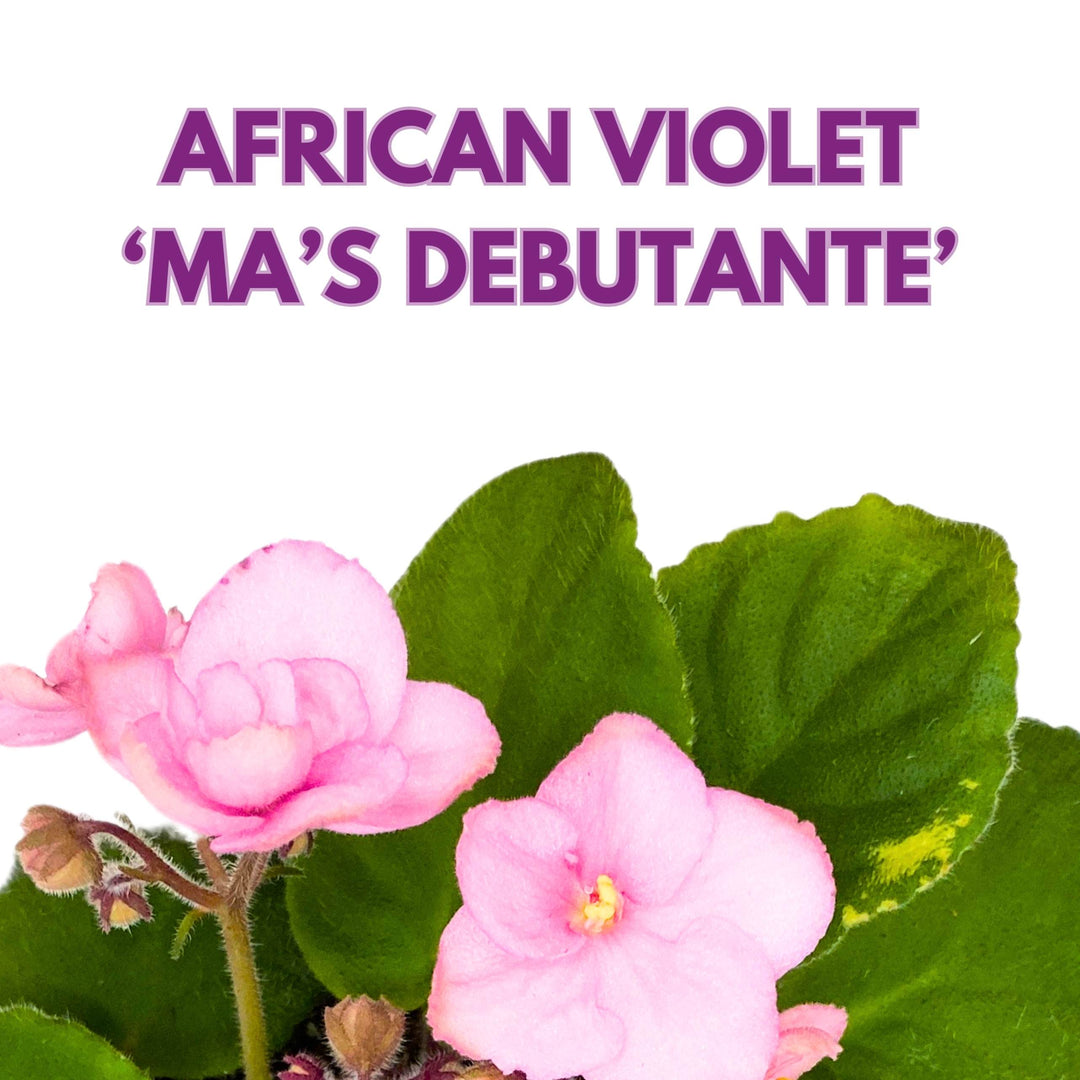 Ma's Debutante African Violet 4 inch