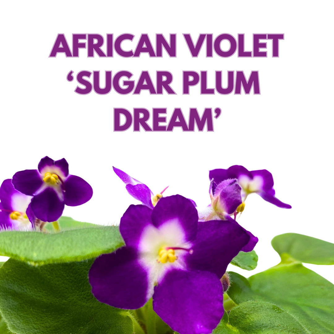 Sugar Plum Dream African Violet Saintpaulia 4 inch