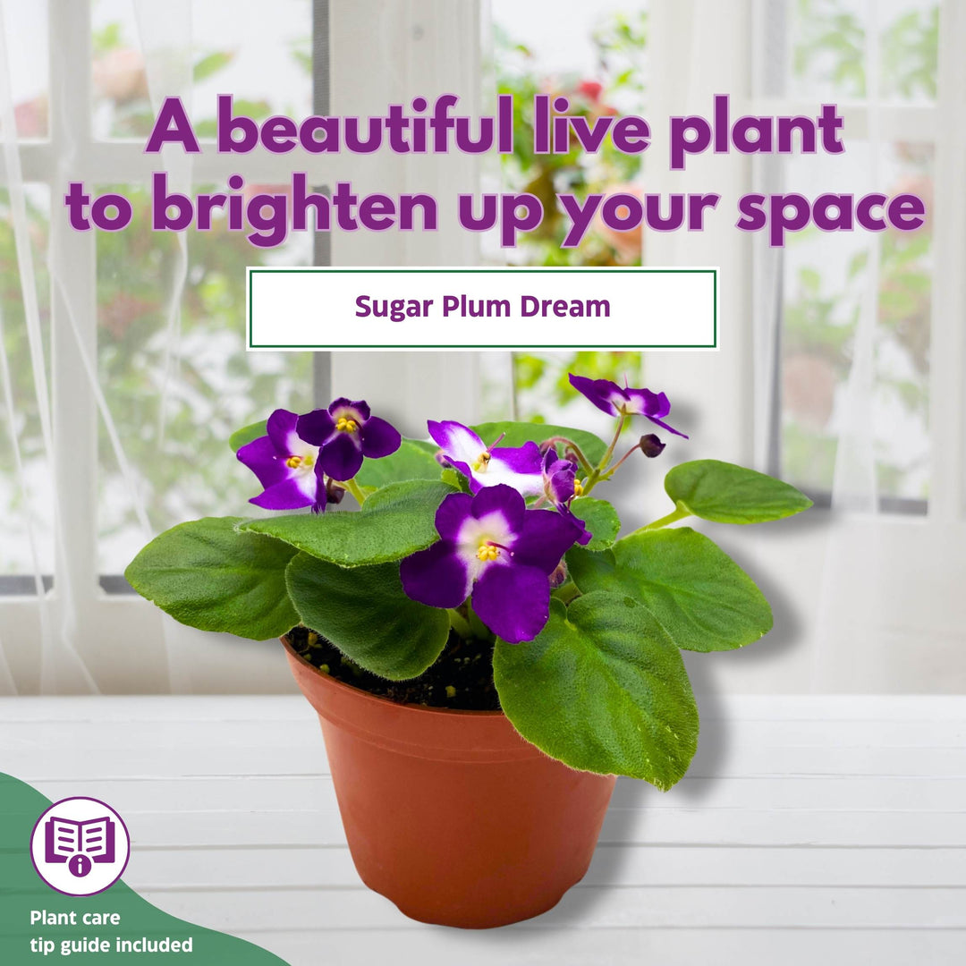 Sugar Plum Dream African Violet Saintpaulia 4 inch