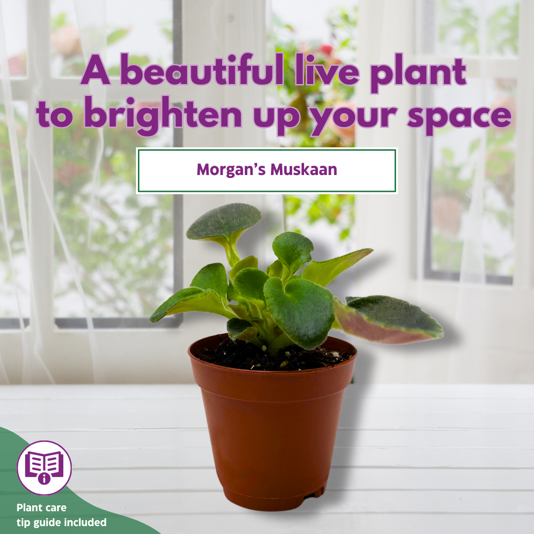 Mini African Violet Morgan's Muskaan 2 inch White Pink Flower