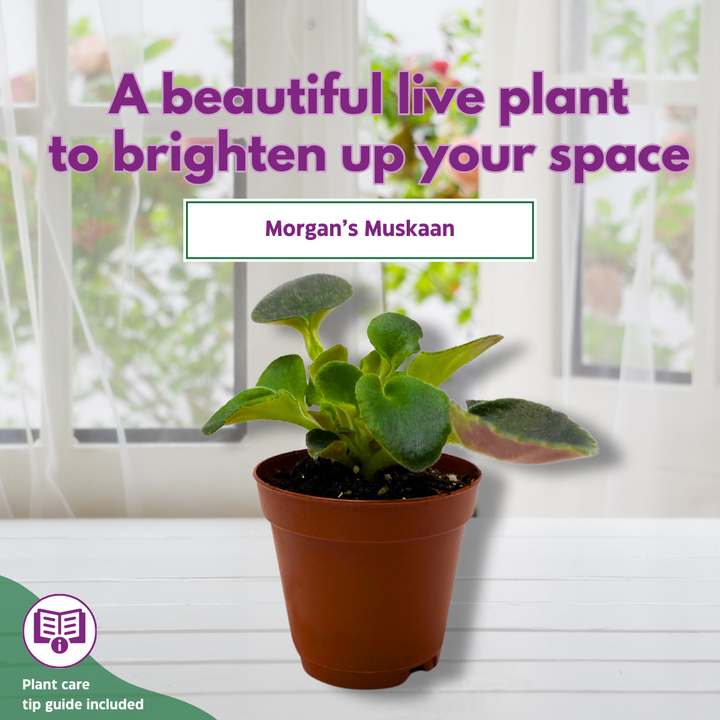 Mini African Violet Morgan's Muskaan 2 inch White Pink Flower