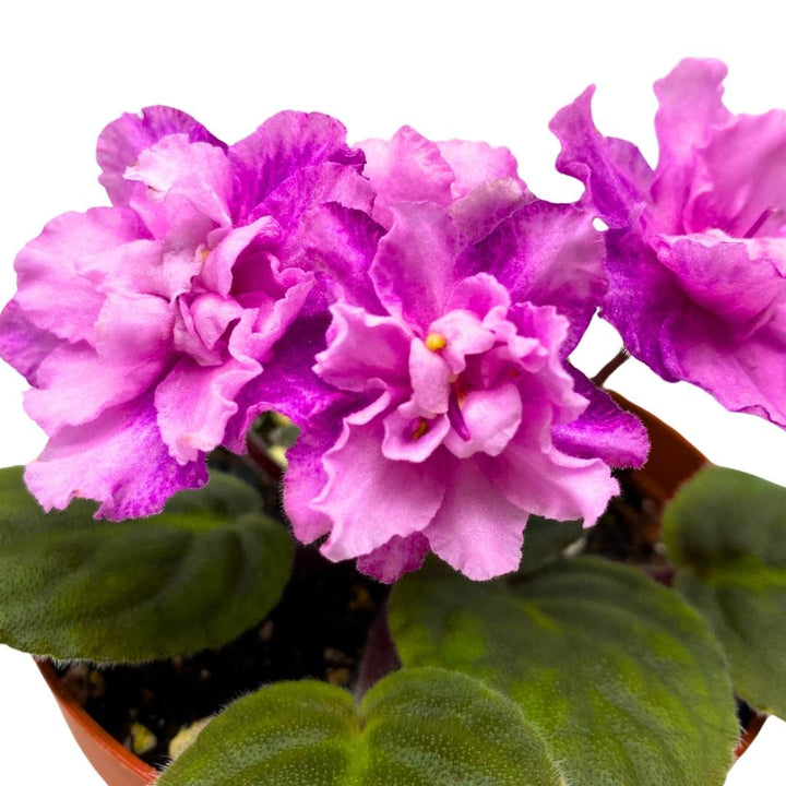 African Violet Cajun's Blueberry Hill 4 inch Gesneriad