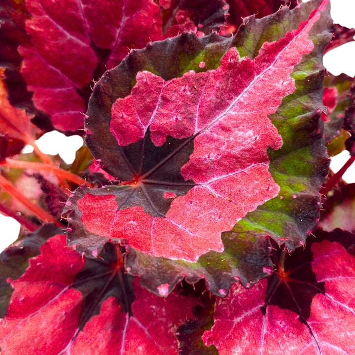 Begonia Rex Harmony's Red Velvet 4 inch