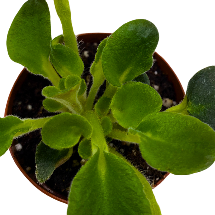 Mini African Violet Morgan's Muskaan 2 inch White Pink Flower