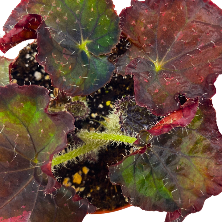Indian Summer Begonia Rex 4 inch Dark Red Green Bronze Hue White Hairs