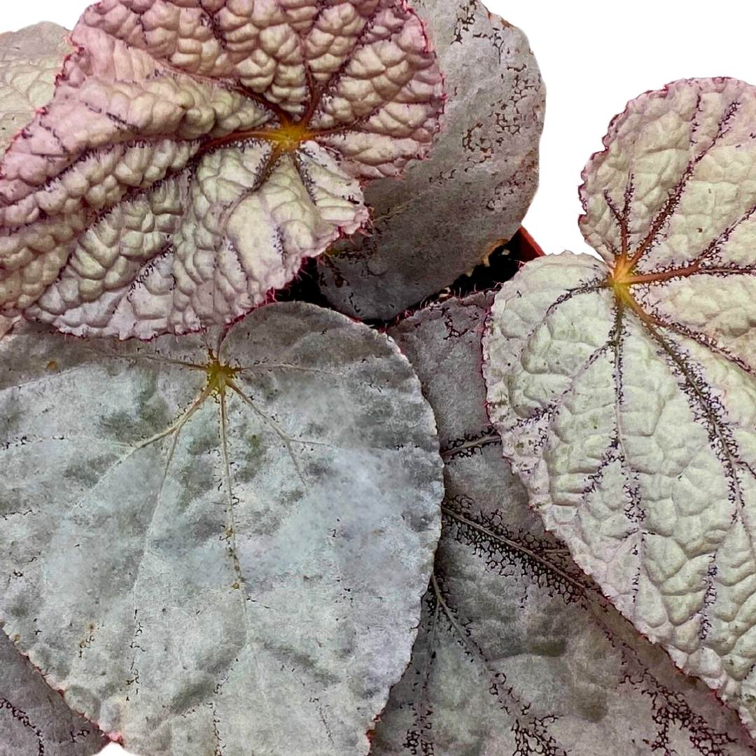 Begonia Rex 'Silver' in a 6 inch Pot Large Leaf Variety