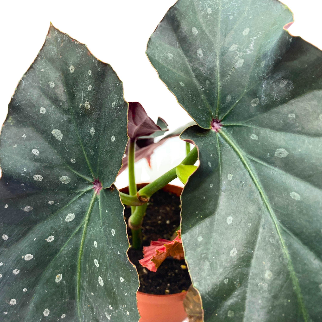 Harmony's Dark Horse Angel Wing Begonia 4 inch