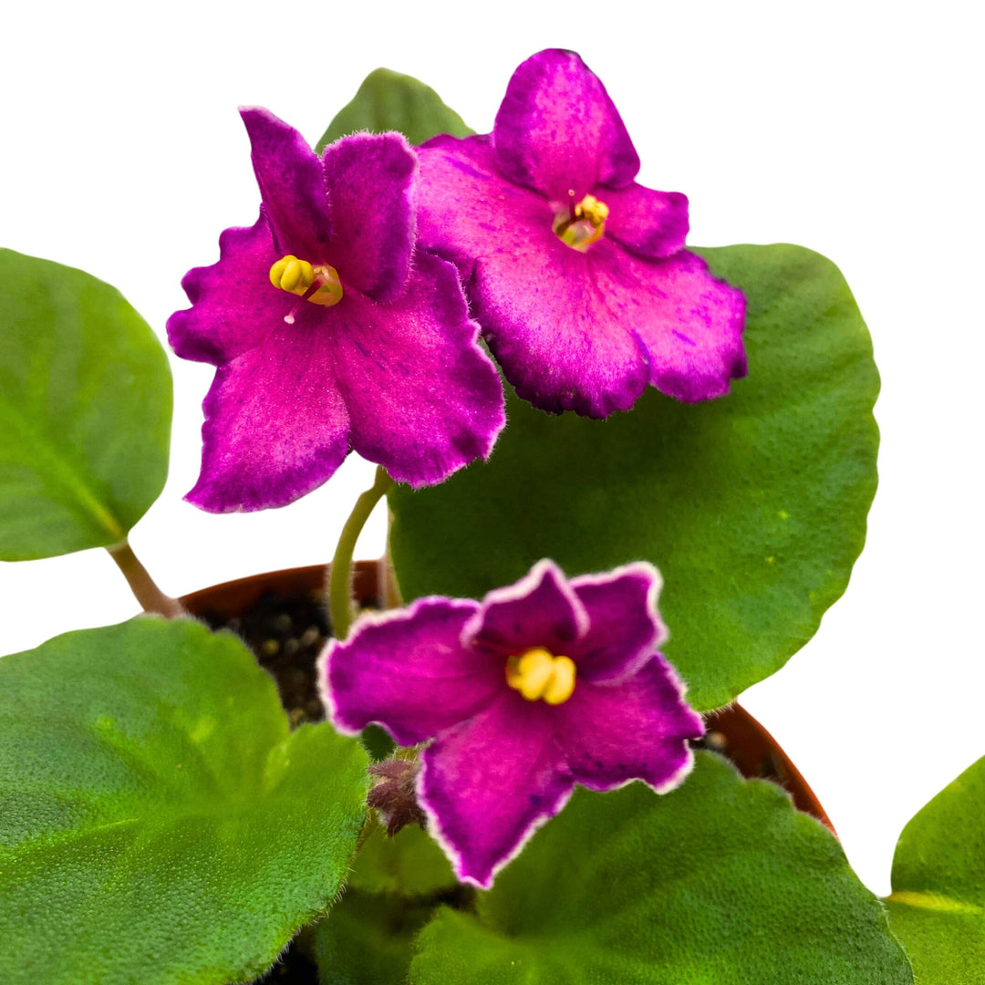 Sunset Kiss African Violet Saintpaulia 4 inch