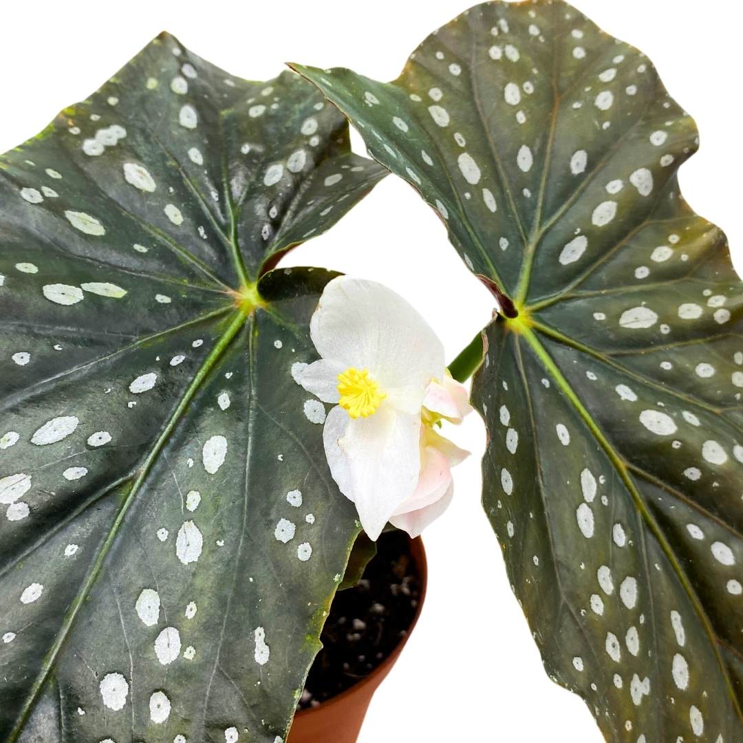 Angel Wing Cane Begonia Harmony's Mystic 4 inch