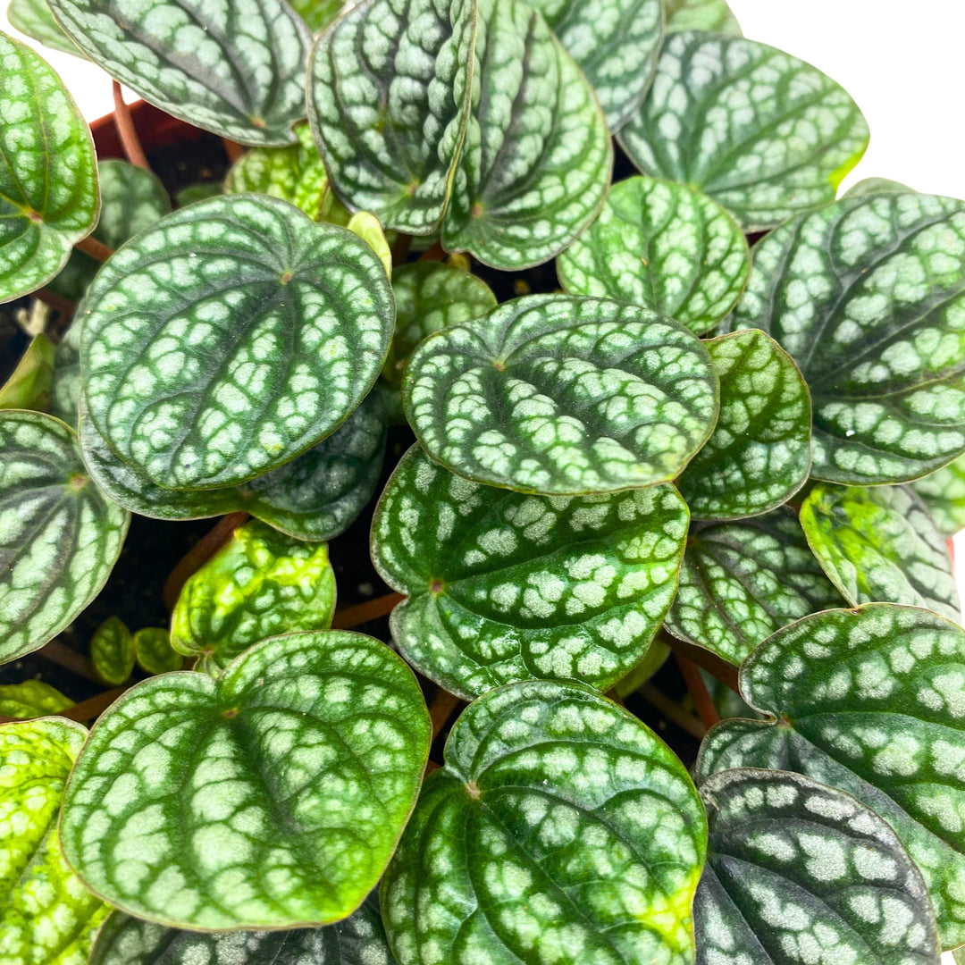 Peperomia Burbella Deep Ripple 6 inch