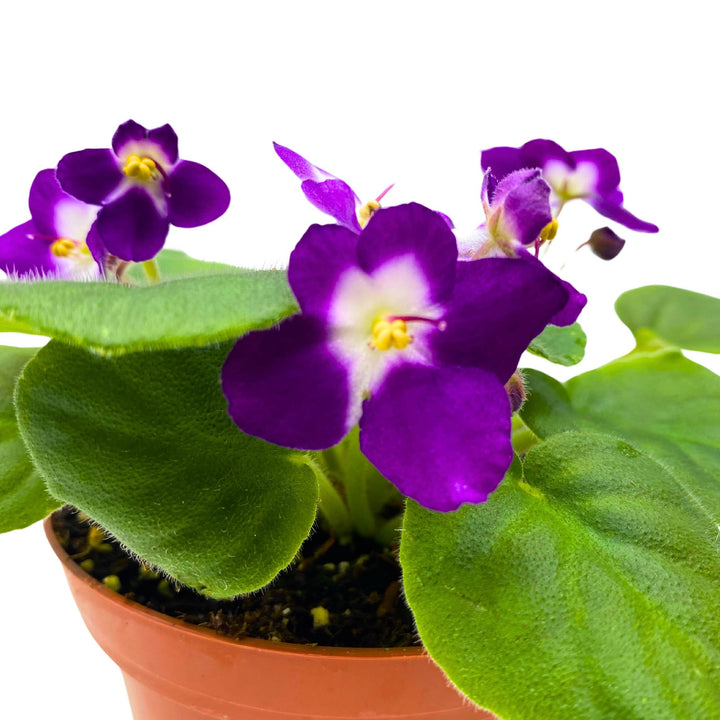 Sugar Plum Dream African Violet Saintpaulia 4 inch