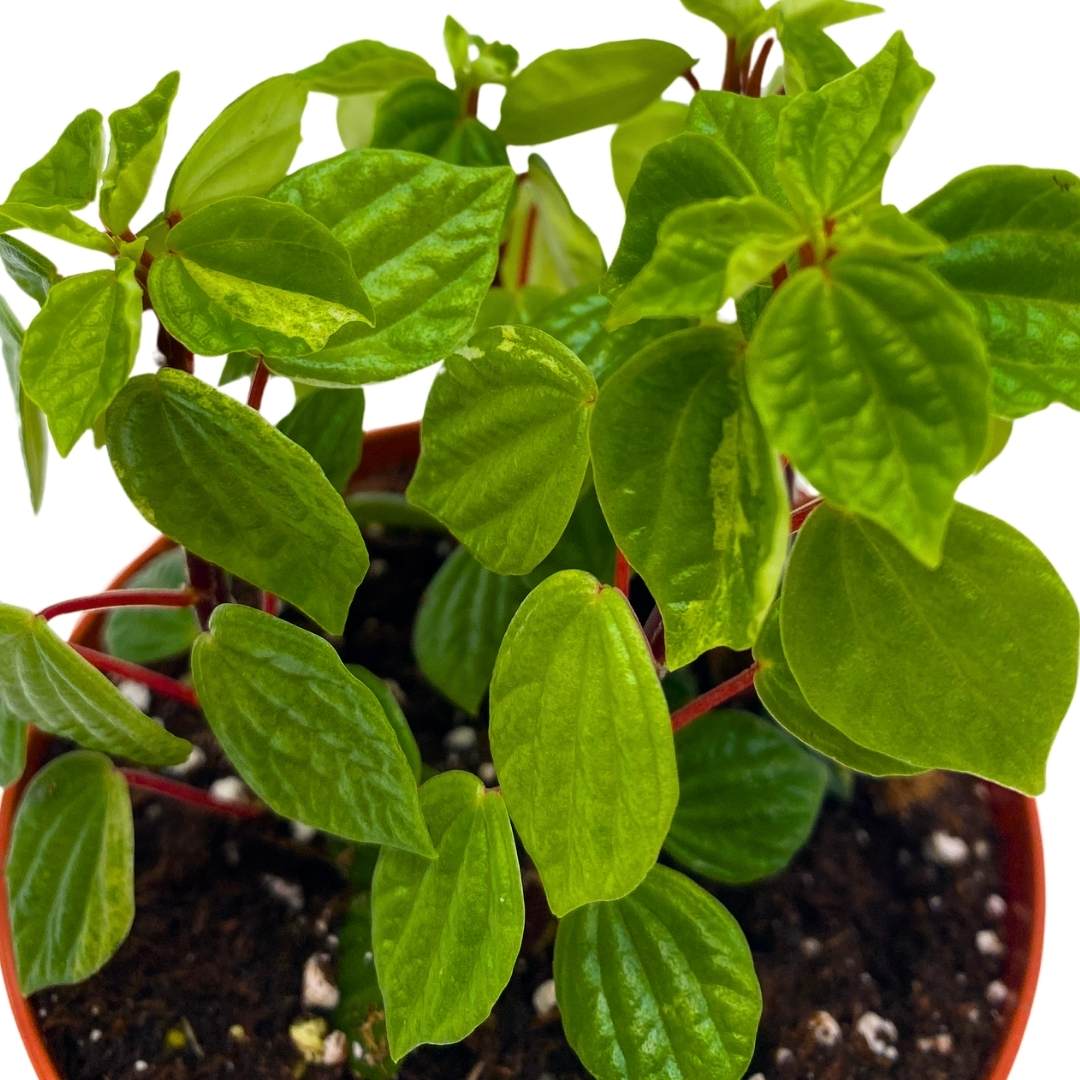 Peperomia Meridana in a 2 inch pot Green Meridensis