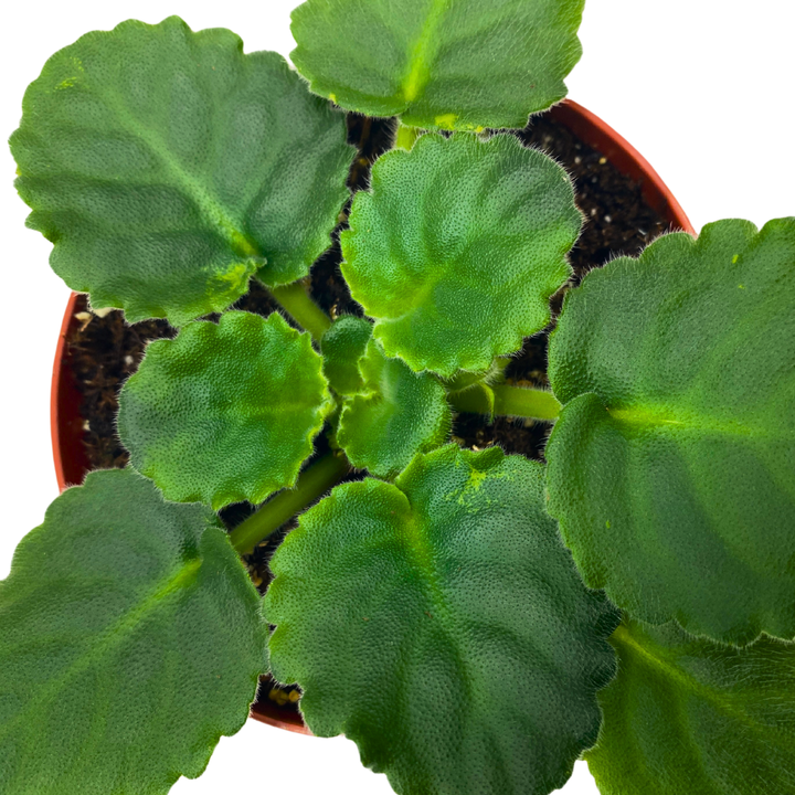African Violet Lime and Salt 4 inch White Ruffle Flower