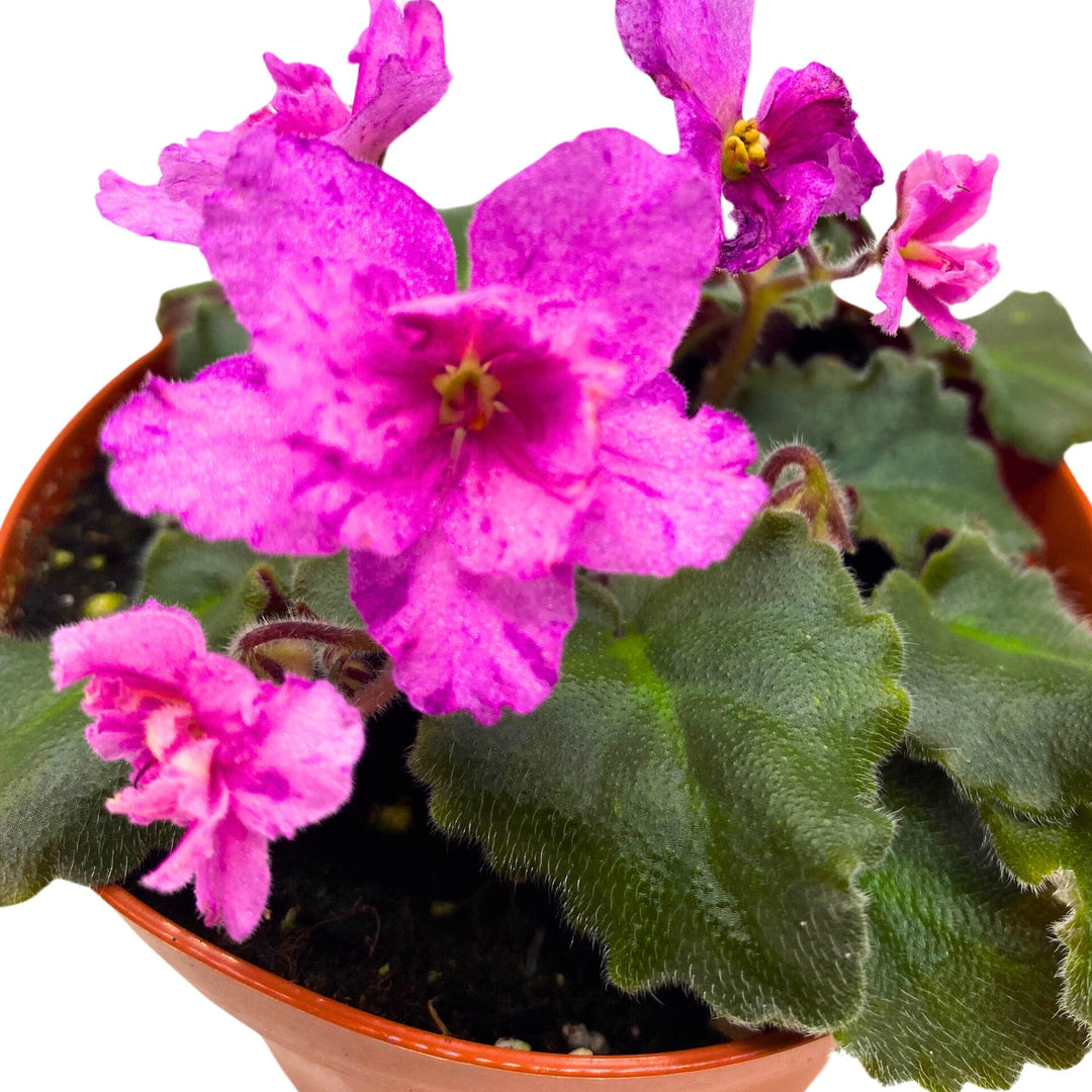 Ness Fantasy Gold African Violet Saintpaulia 4 inch