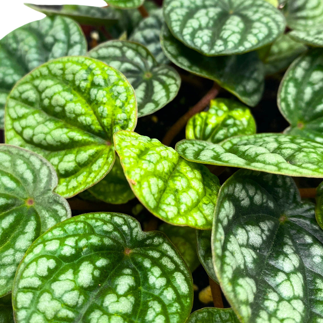 Peperomia Burbella Deep Ripple 6 inch