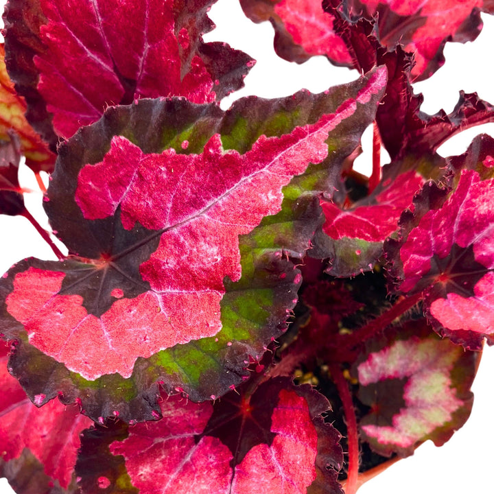 Begonia Rex Harmony's Red Velvet 4 inch