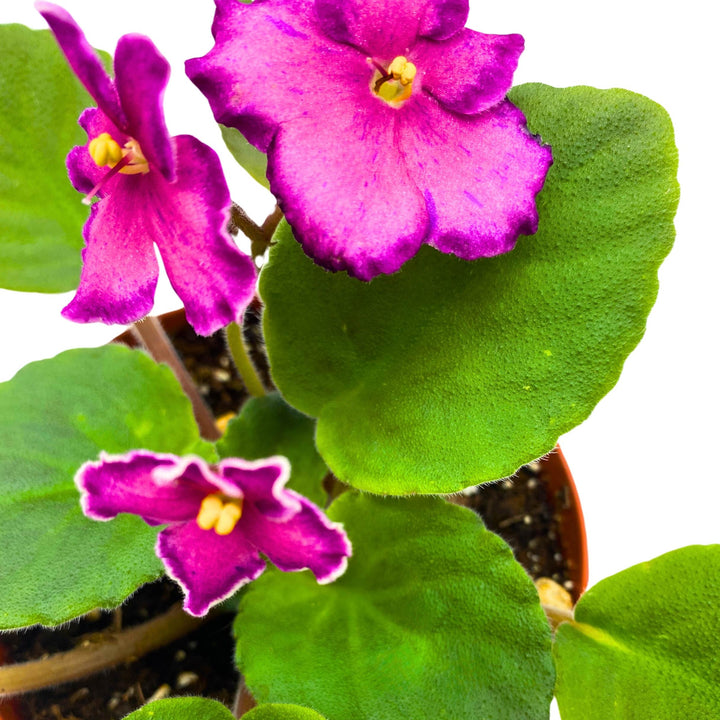 Sunset Kiss African Violet Saintpaulia 4 inch