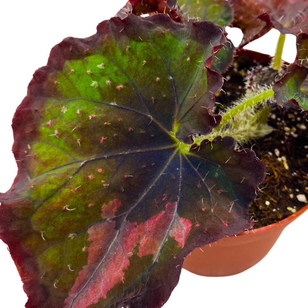 Indian Summer Begonia Rex 4 inch Dark Red Green Bronze Hue White Hairs