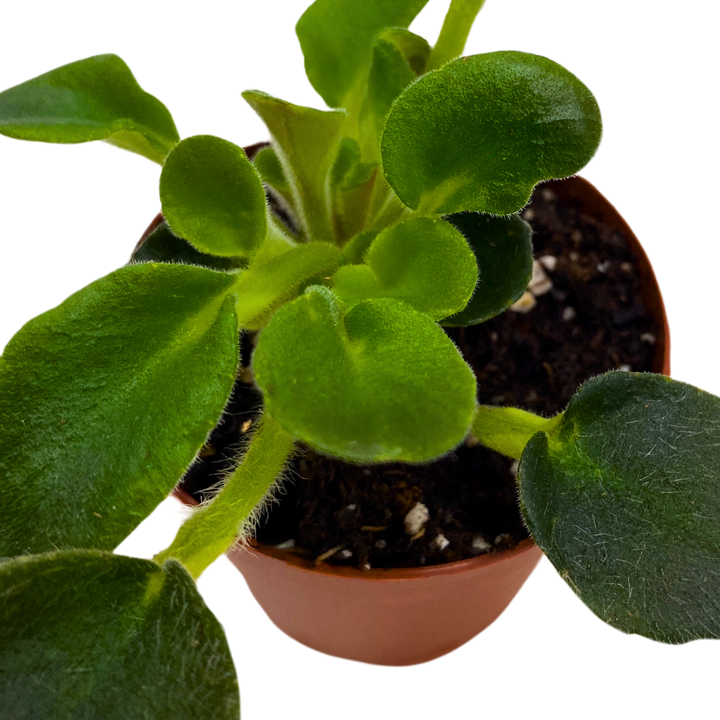 Mini African Violet Morgan's Muskaan 2 inch White Pink Flower