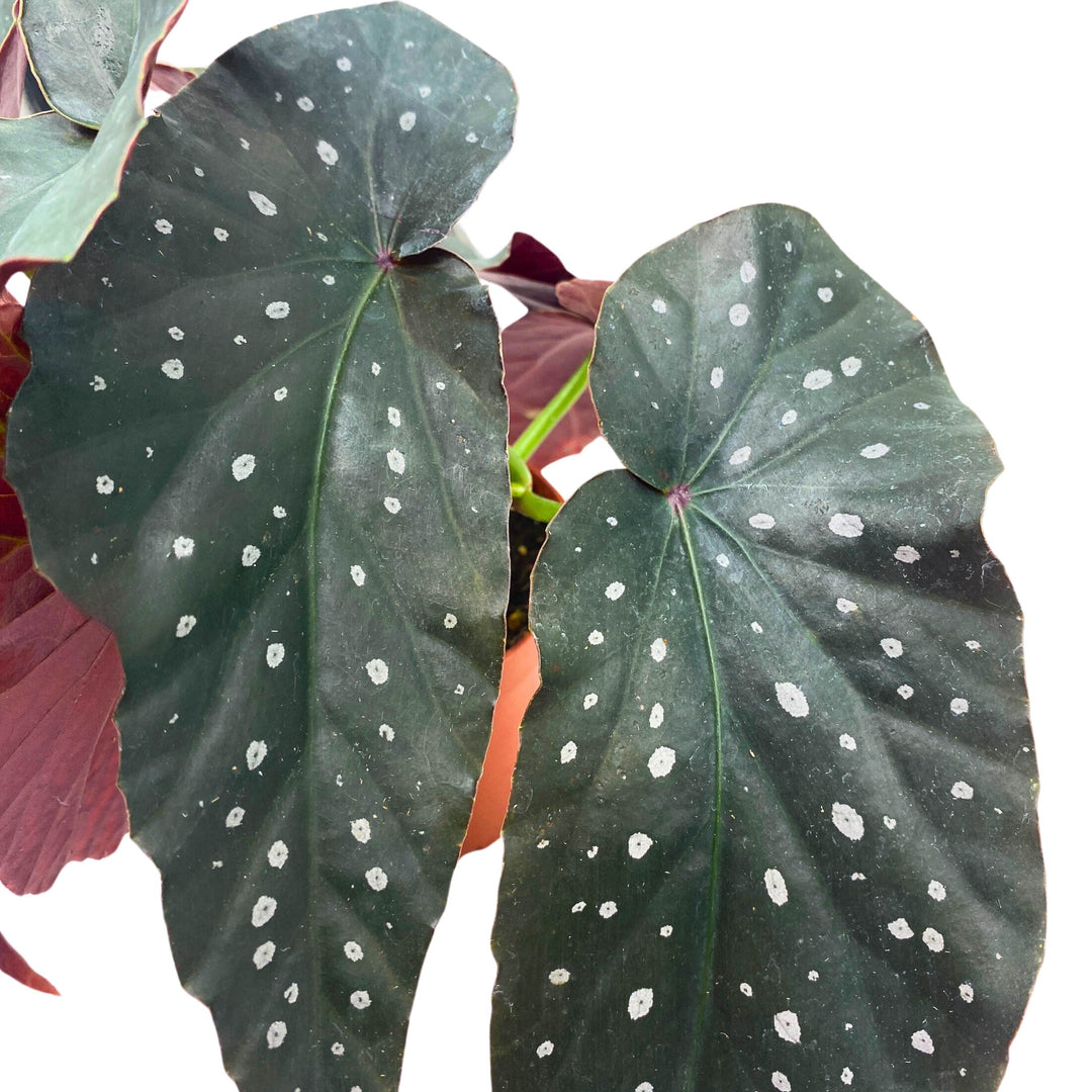 Harmony's Dark Horse Angel Wing Begonia 4 inch