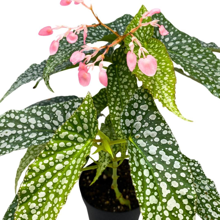 Angel Wing Cane Begonia Double Dot 4 inch