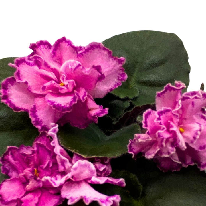 African Violet LE Rimma 4 inch