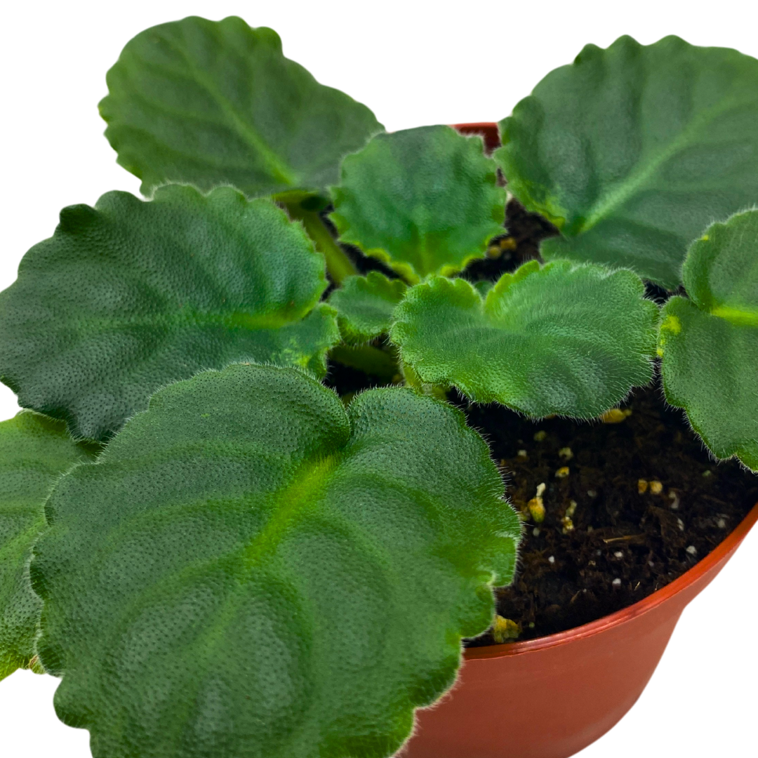African Violet Lime and Salt 4 inch White Ruffle Flower