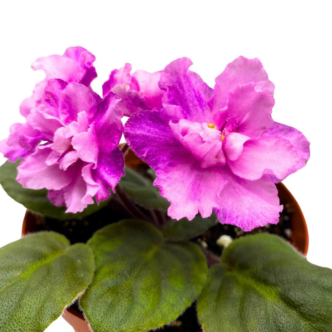 African Violet Cajun's Blueberry Hill 4 inch Gesneriad