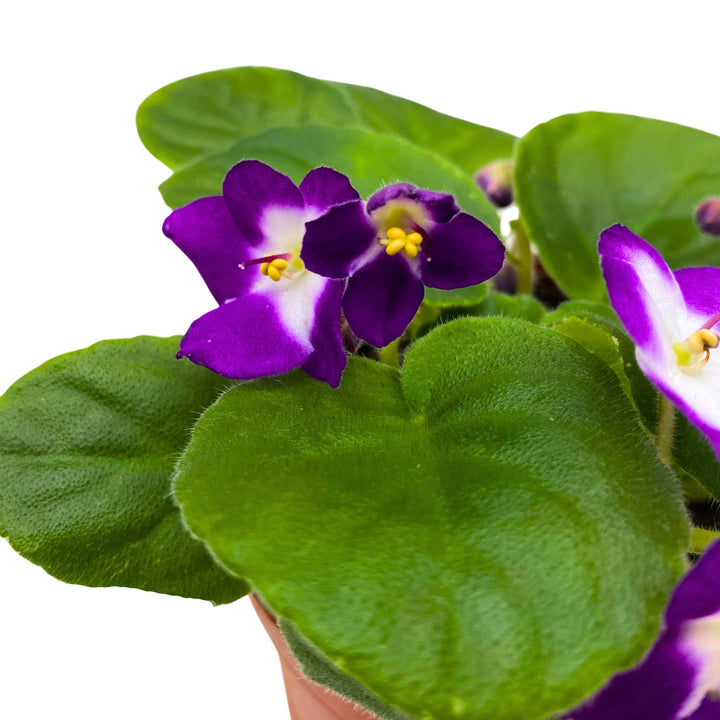 Sugar Plum Dream African Violet Saintpaulia 4 inch