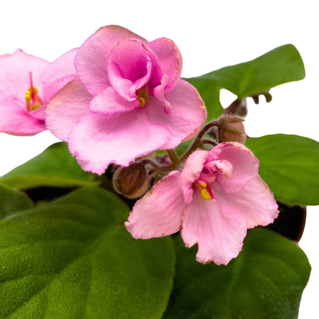 Ma's Debutante African Violet 4 inch